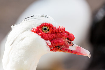 The Muscovy duck is a large duck native to Mexico, Central, and South America. Small wild and feral breeding populations have established themselves in the United States.