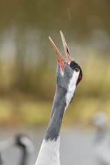 Portrait of a calling common crane