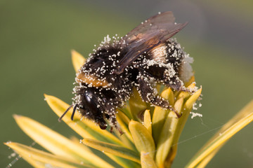 Bumble Bee with Pollen