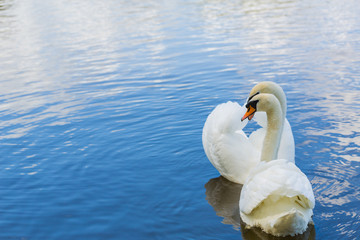Couple of swans having romantic meeting on the lake