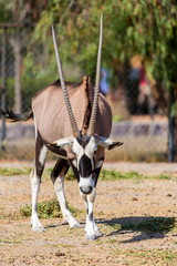 The gemsbok or gemsbuck is a large antelope in the Oryx genus. It is native to the arid regions of...