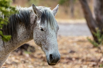 The mustang is a free-roaming horse of  Mexico that descended from horses brought to the Americas...