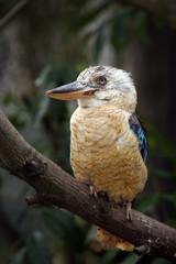 The blue-winged kookaburra (Dacelo leachii) sitting on the branch