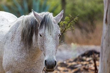 Naklejka na ściany i meble The mustang is a free-roaming horse of Mexico that descended from horses brought to the Americas by the Spanish. Mustangs are referred to as wild horses, they are properly defined as feral horses.