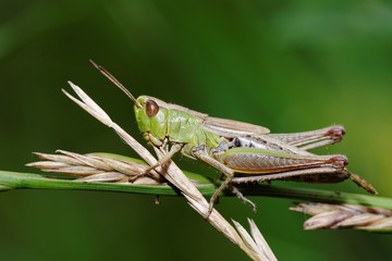 Grasshopper, Orthoptera, Caelifera