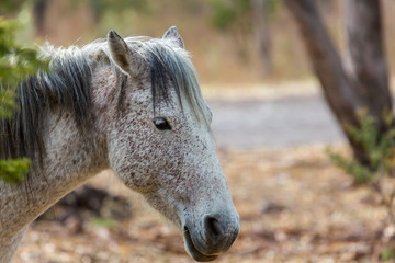 The mustang is a free-roaming horse of  Mexico that descended from horses brought to the Americas by the Spanish. Mustangs are referred to as wild horses, they are properly defined as feral horses.