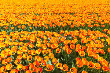 Field of orange tulips