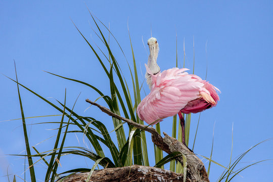 Pink Spoonbill In Florida