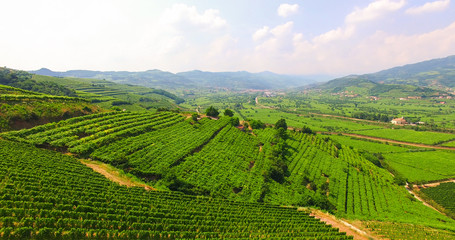 Fototapeta na wymiar The vineyards on the Italian hills.