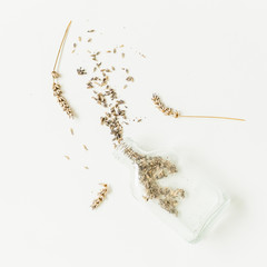 Dry lavender isolated on white background. still life.