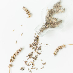 Dry lavender isolated on white background. still life.