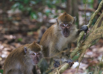 macaque - 126779798