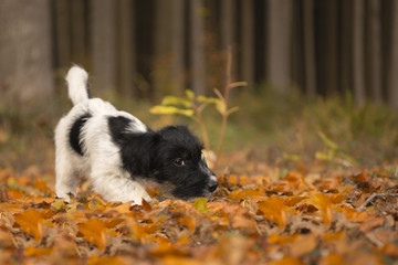 Naklejka na ściany i meble Cute jack russell puppy in the autumn forest - 15 weeks old