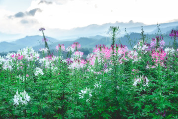 Fototapety  Kwiat po górach w tle deszczu