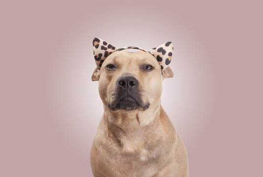 portrait of cute pitbull terrier wearing hairband with stuffed ears