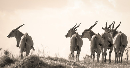A herd of eland facing left in profile and sepia on the plains of Kenya's Masai Mara