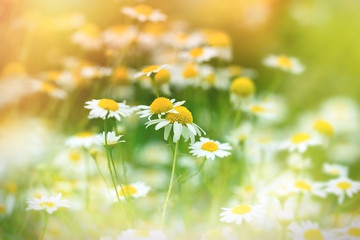 Chamomile in meadow (wild chamomile) - daisy flower in spring