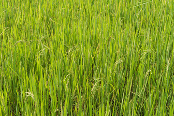 Fototapeta premium close up of morning dew on rice field
