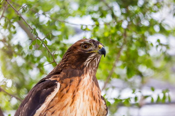 The red-tailed hawk is a bird of prey, one of three species colloquially known in the United States as the chickenhawk, though it rarely preys on standard sized chickens.