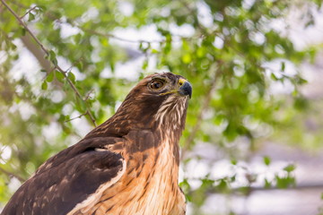 The red-tailed hawk is a bird of prey, one of three species colloquially known in the United States as the chickenhawk, though it rarely preys on standard sized chickens.