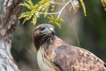 The red-tailed hawk is a bird of prey, one of three species colloquially known in the United States as the chickenhawk, though it rarely preys on standard sized chickens.