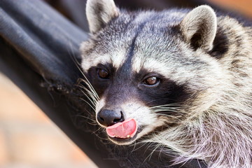 The raccoon, sometimes spelled racoon, also known as the common raccoon, North American raccoon,...