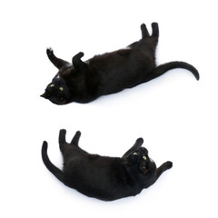 Lying black cat isolated over the white background