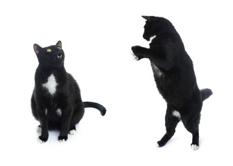 Sitting black cat isolated over the white background