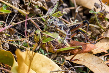Grass hoppers photo taken in Queretaro Mexico where they can be found abundant in the fields.