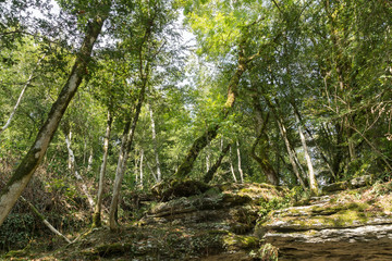 Obraz premium Relict trees on the rocks in the yew-boxwood grove
