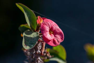 Crown Of Thorns