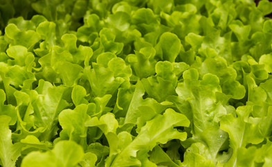 Baby green lettuce leaves for salad
