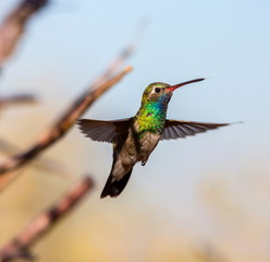 Fototapeta premium Broad Billed Hummingbird. Using different backgrounds the bird becomes more interesting and blends with the colors. These birds are native to Mexico and brighten up most gardens where flowers bloom.
