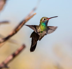 Broad Billed Hummingbird. Using different backgrounds the bird becomes more interesting and blends with the colors. These birds are native to Mexico and brighten up most gardens where flowers bloom.