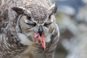 The great horned owl, also known as the tiger owl or the hoot owl, is a large owl native to the Americas. It is an extremely adaptable bird with a vast range and is a common  true owl in the Americas