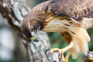 The red-tailed hawk is a bird of prey, one of three species colloquially known in the United States as the chickenhawk, though it rarely preys on standard sized chickens. - 126782568