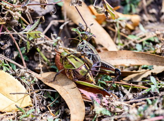 Grass hoppers photo taken in Queretaro Mexico where they can be found abundant in the fields.