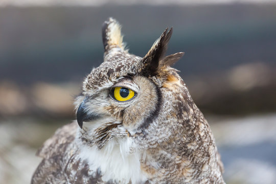 The great horned owl, also known as the tiger owl or the hoot owl, is a large owl native to the Americas. It is an extremely adaptable bird with a vast range and is a common  true owl in the Americas