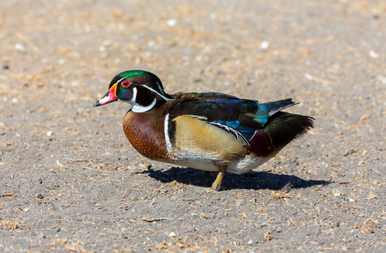 Wood duck male or Carolina duck is a species of perching duck found in North America. It is one of the most colorful North American waterfowl. Swimming in a lake ablaze with the colors of fall.