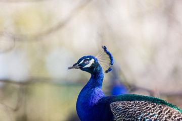 Obraz premium Commonly called the peacock. The Indian peafowl or blue peafowl, a large and brightly coloured bird, is a species of peafowl native to South Asia, but introduced in many other parts of the world.