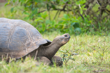 Galapagos giant turtle in El Chato Tortoise Reserve, Galapagos Island, Ecuador