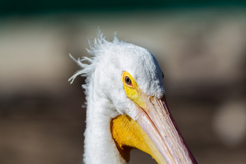 The American white pelican is a large aquatic soaring bird from the order Pelecaniformes. It breeds in interior North America, moving south and to the coasts, as far as Central America, in winter. 