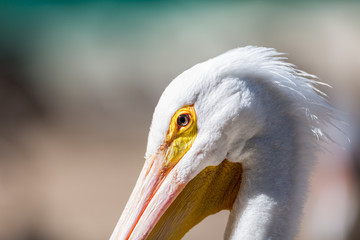 The American white pelican is a large aquatic soaring bird from the order Pelecaniformes. It breeds in interior North America, moving south and to the coasts, as far as Central America, in winter. 