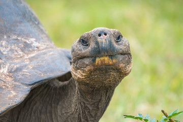 Naklejka premium Close up of giant turtle in El Chato Tortoise Reserve, Galapagos Island, Ecuador