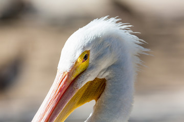 The American white pelican is a large aquatic soaring bird from the order Pelecaniformes. It breeds in interior North America, moving south and to the coasts, as far as Central America, in winter. 