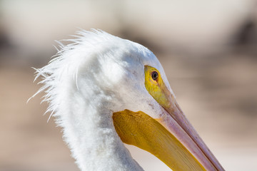 The American white pelican is a large aquatic soaring bird from the order Pelecaniformes. It breeds in interior North America, moving south and to the coasts, as far as Central America, in winter. 