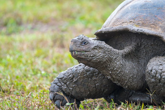 Galapagos giant turtle in El Chato Tortoise Reserve, Galapagos Island, Ecuador