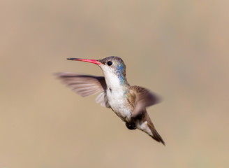 Violet Crowned Hummingbird. Using different backgrounds the bird becomes more interesting and blends with the colors. These birds are native to Mexico and brighten up most gardens where flowers bloom.