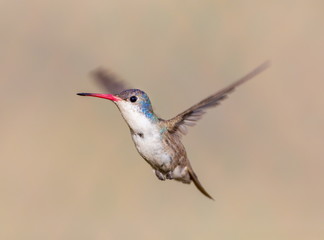 Violet Crowned Hummingbird. Using different backgrounds the bird becomes more interesting and blends with the colors. These birds are native to Mexico and brighten up most gardens where flowers bloom.