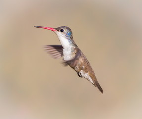Violet Crowned Hummingbird. Using different backgrounds the bird becomes more interesting and blends with the colors. These birds are native to Mexico and brighten up most gardens where flowers bloom.